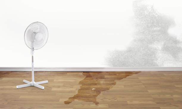 Best Water damage cleanup near me  in Woodmore, MD